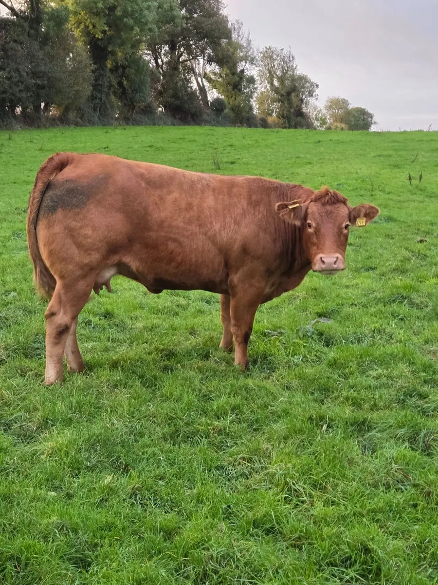 COW AND CALF - Image 4
