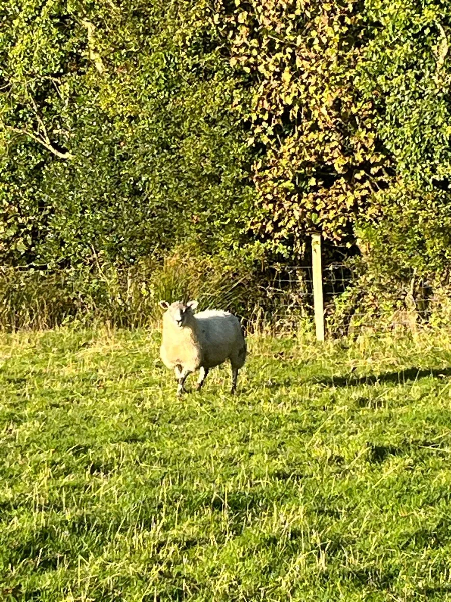 Organic ewe lambs - Image 3