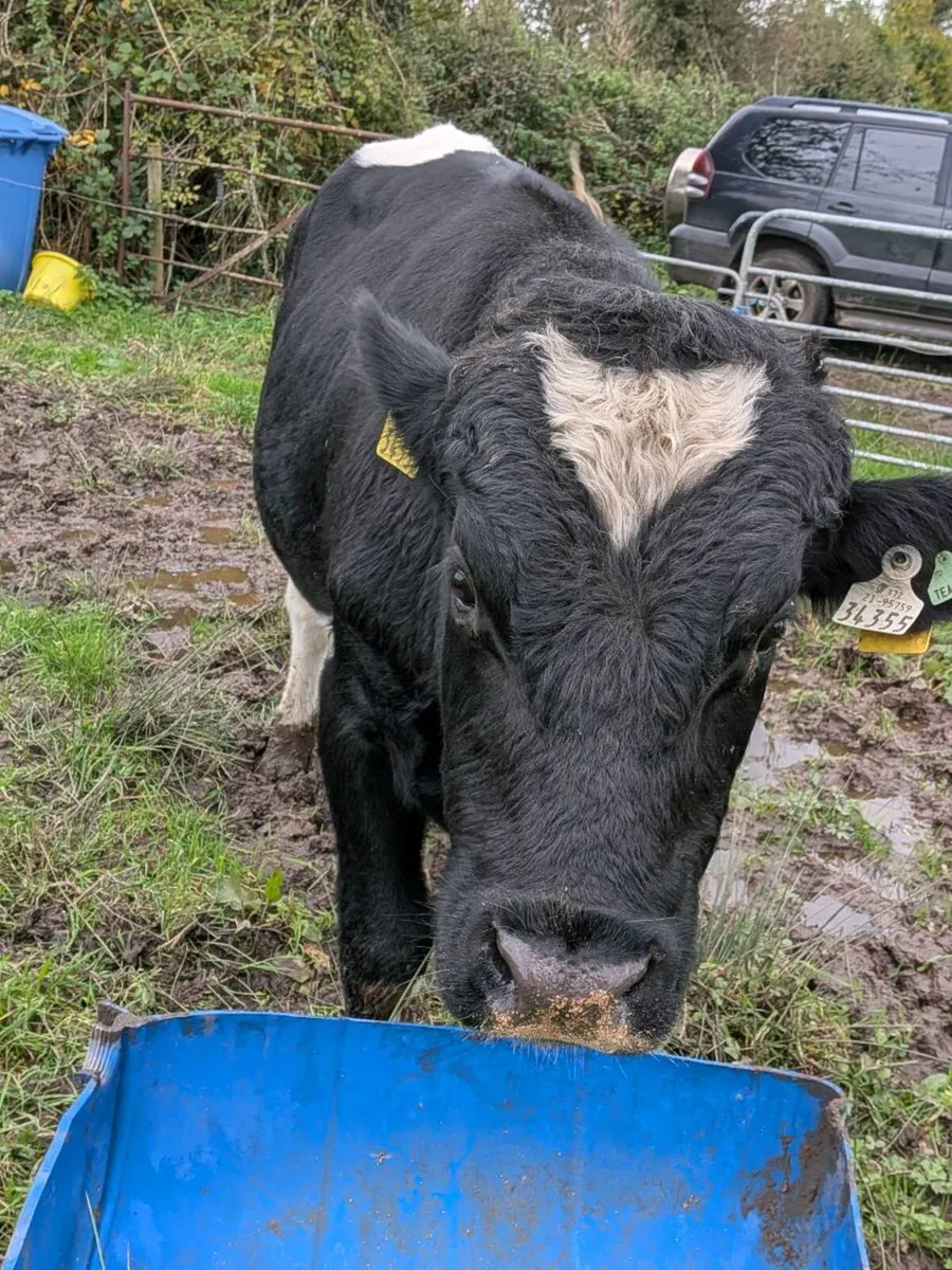 Teaser bull for sale in Galway for €1,600 on DoneDeal