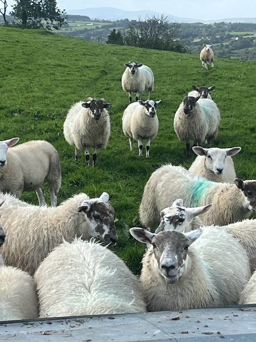 Organic ewe lambs - Image 4
