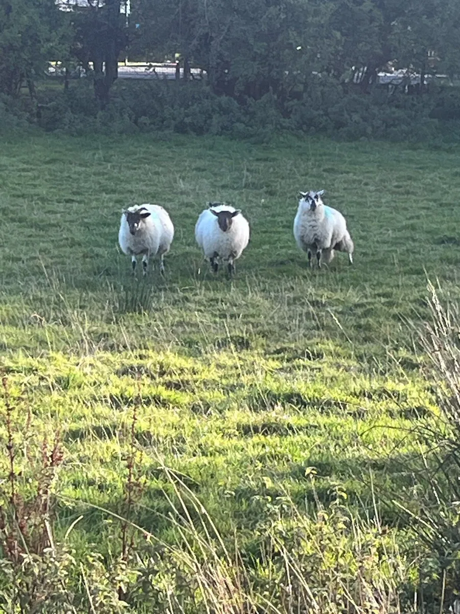Organic ewe lambs - Image 2