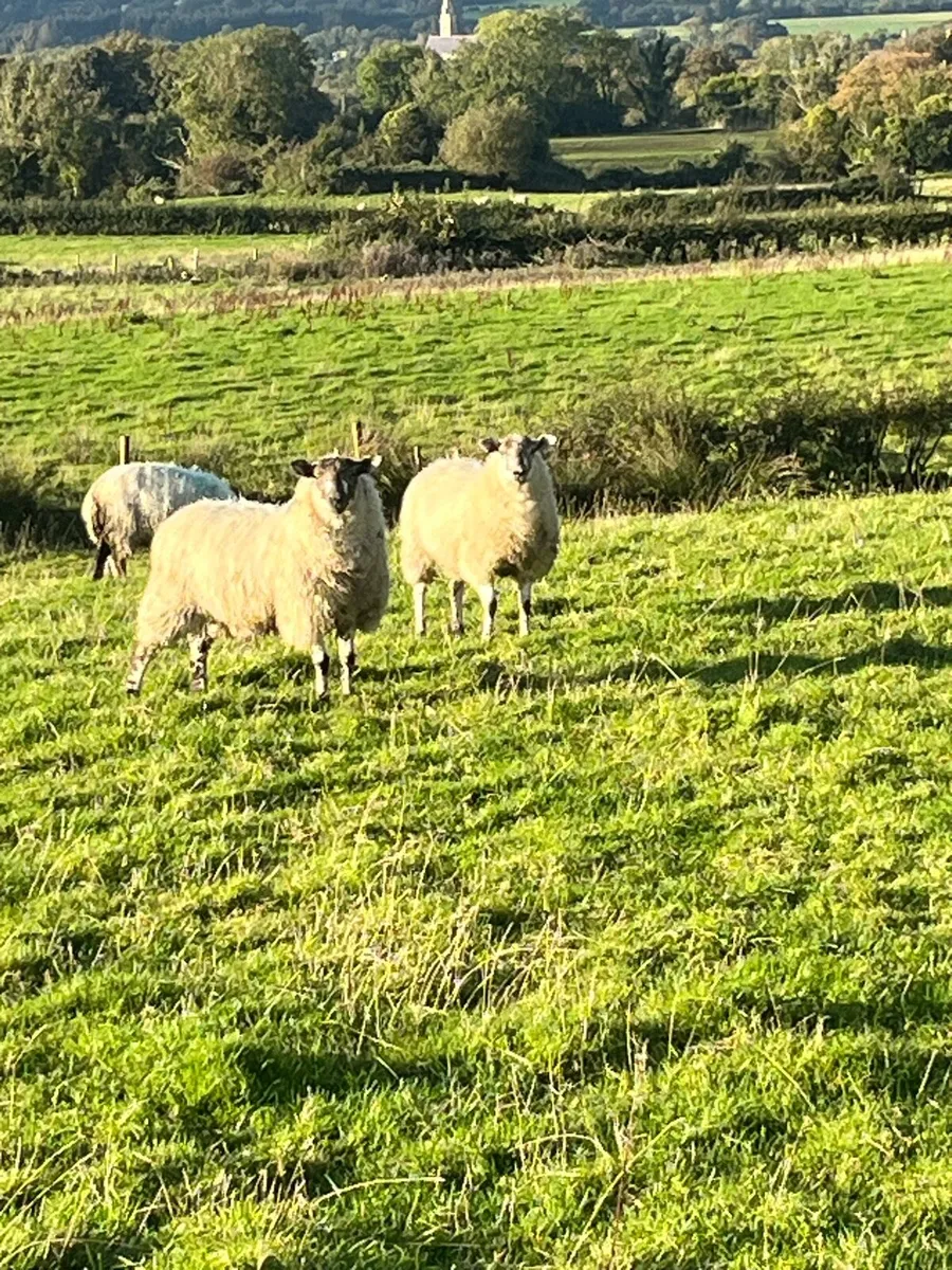Organic ewe lambs - Image 1