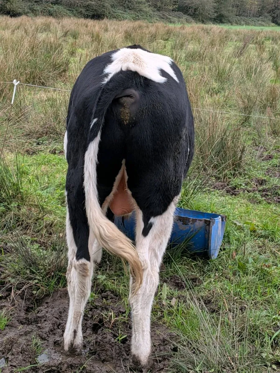 Teaser bull for sale in Galway for €1,600 on DoneDeal