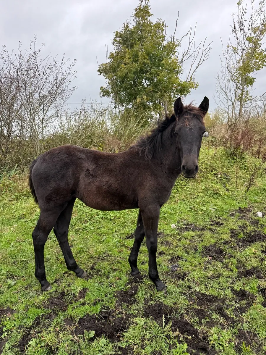 Registered Connemara filly foal - Image 1