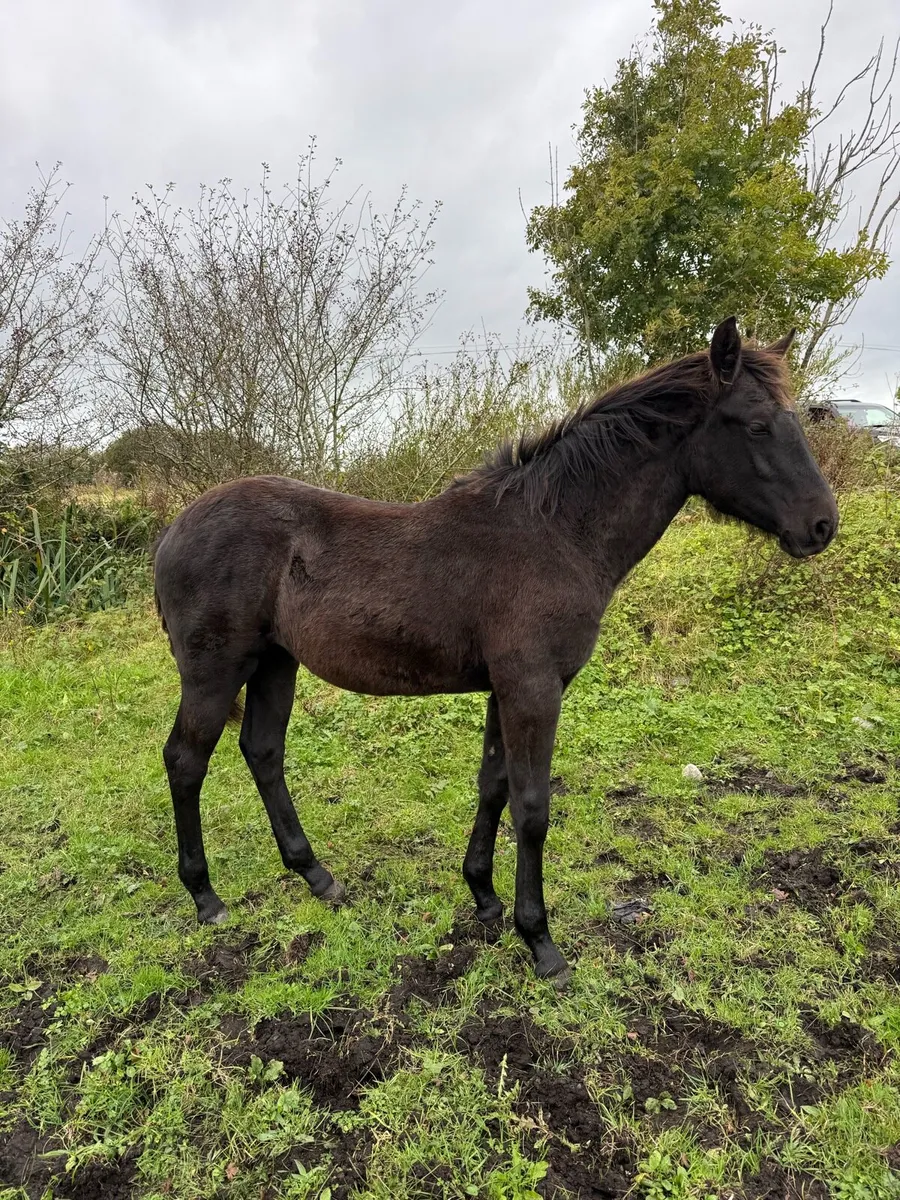 Registered Connemara filly foal - Image 2