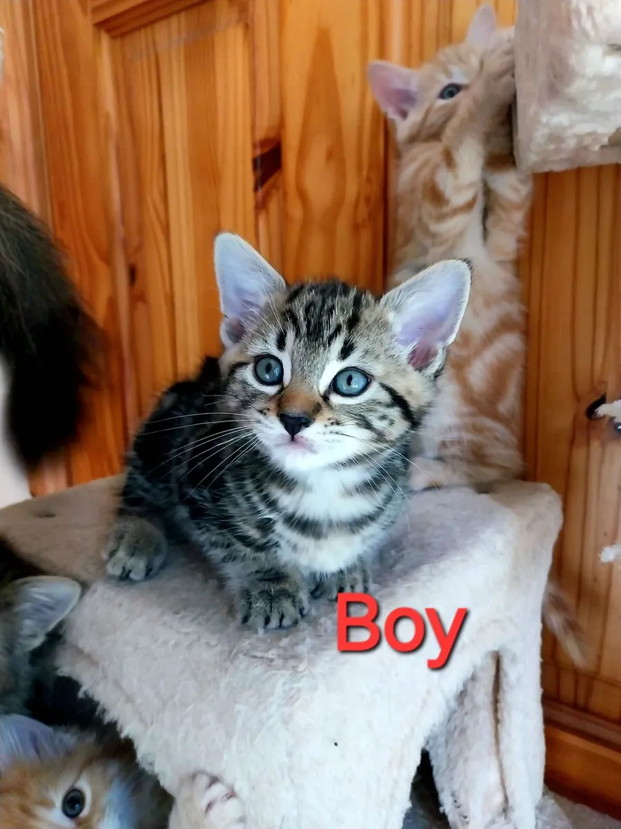 Adorable Kitten - Image 1