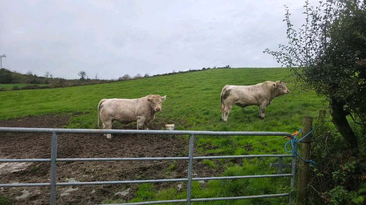 Pedigree Charolais Bulls - Image 1