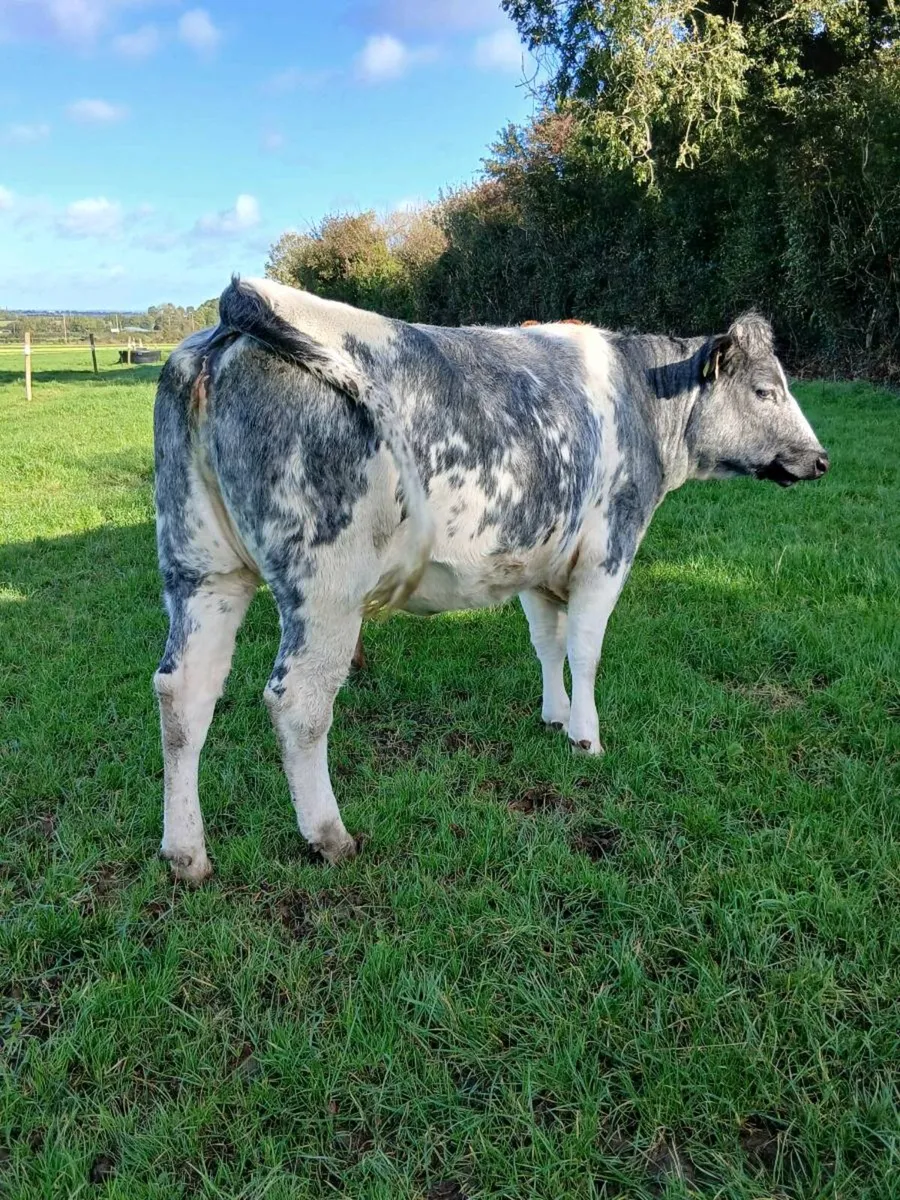 In calf heifers - Image 2