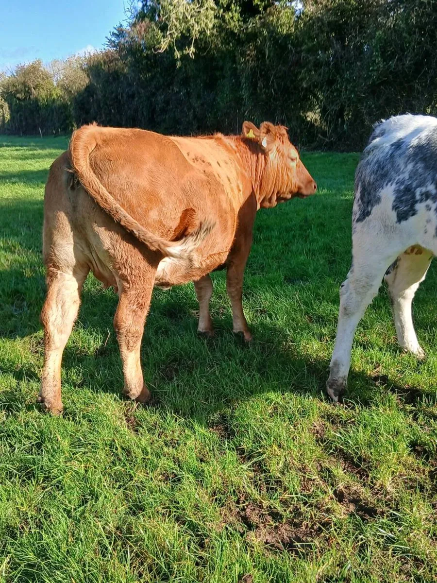 In calf heifers - Image 1