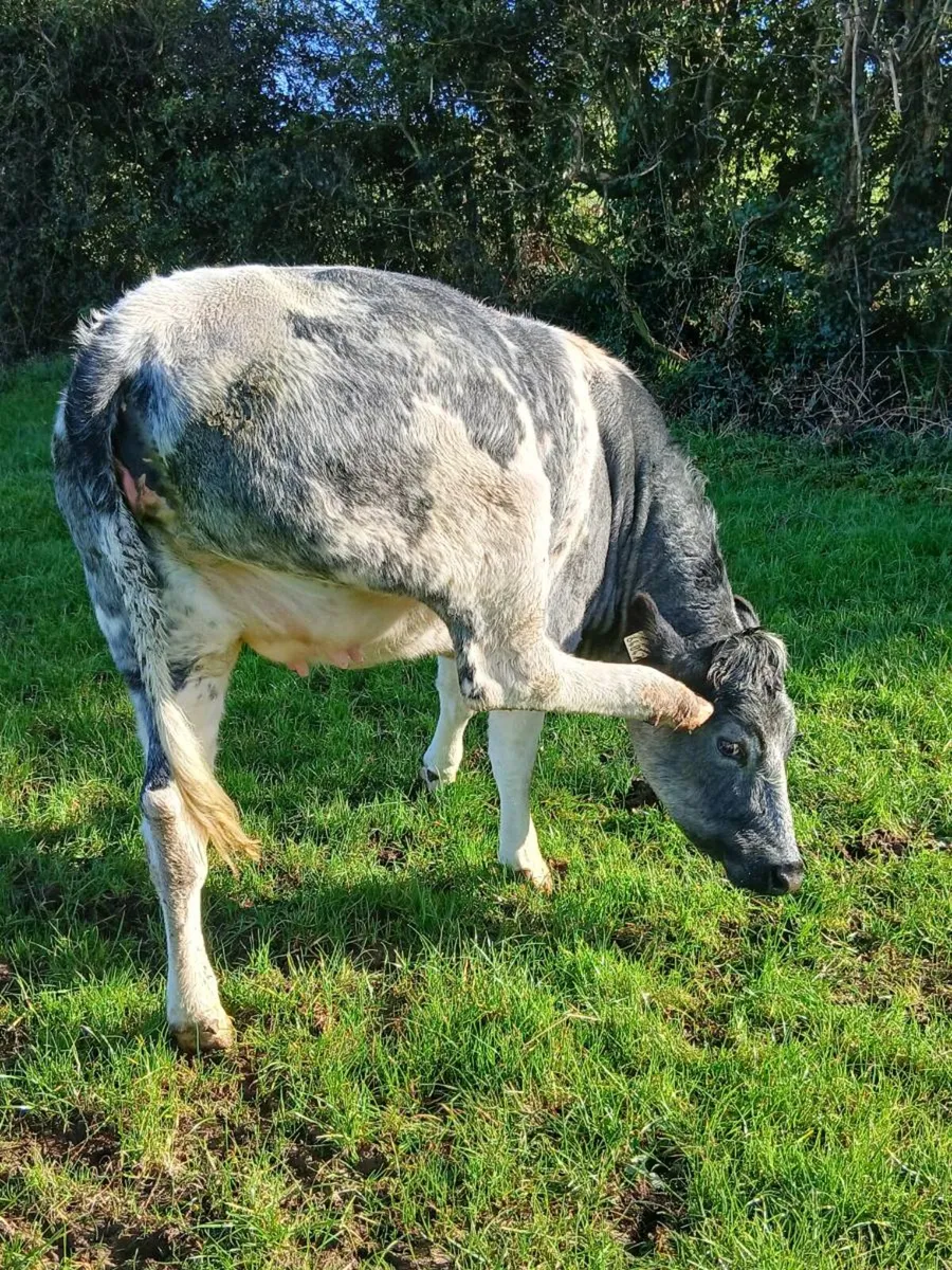 In calf heifers - Image 3