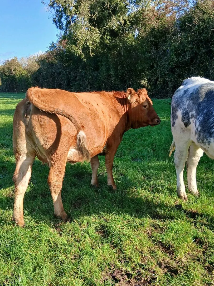 In calf heifers - Image 4