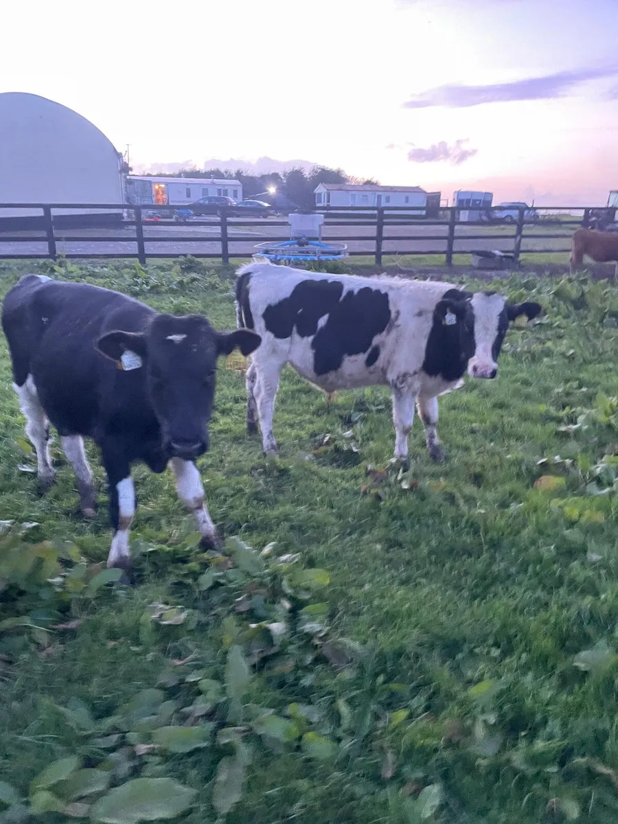 Friesian bullocks - Image 3