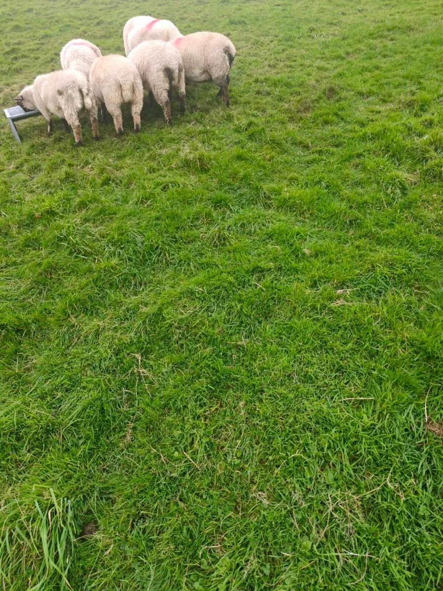 Suffolk ewe lambs - Image 1