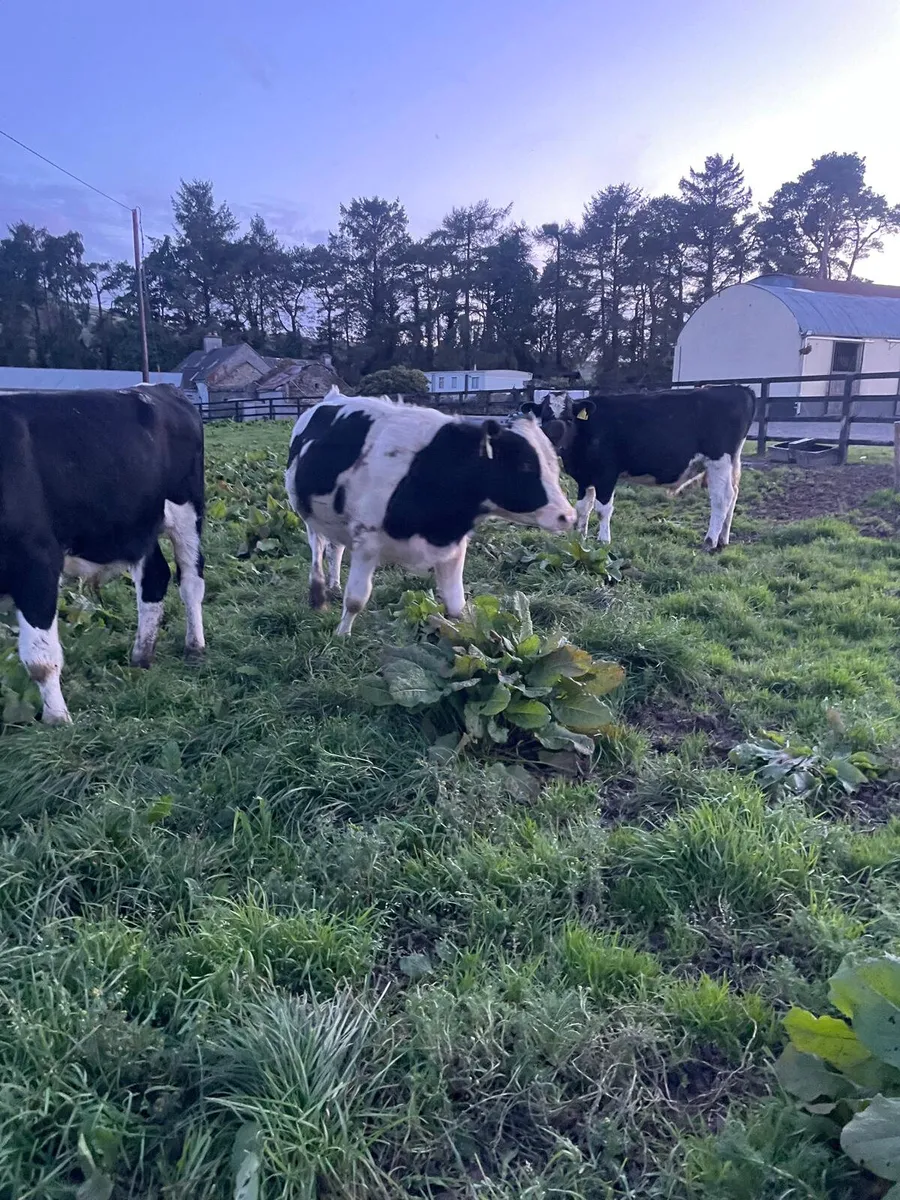 Friesian bullocks - Image 2