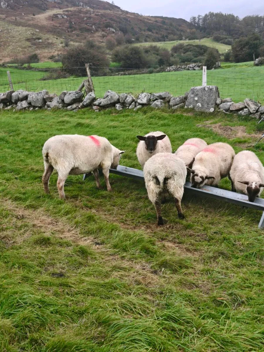 Suffolk ewe lambs - Image 2