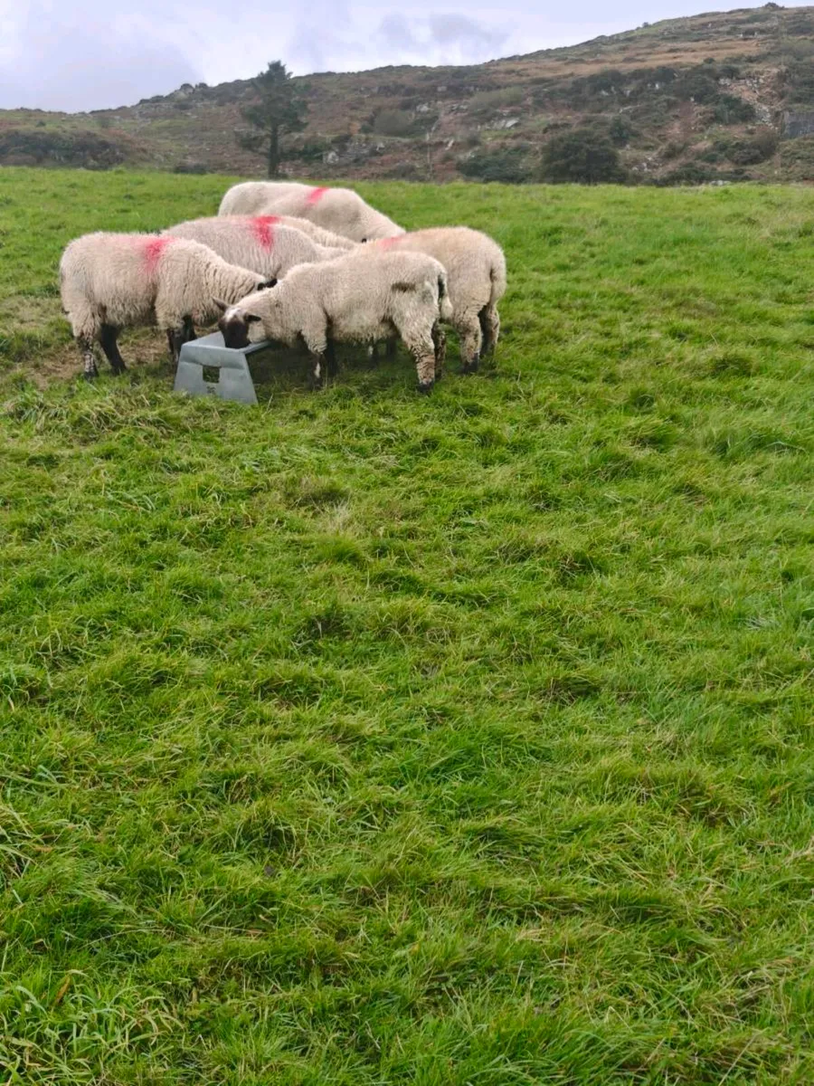 Suffolk ewe lambs - Image 3