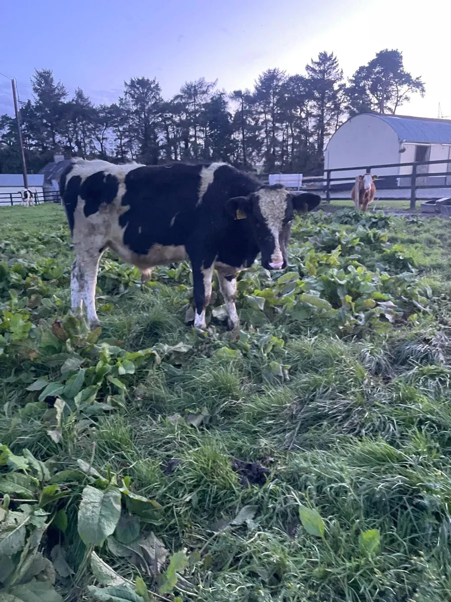 Friesian bullocks - Image 4