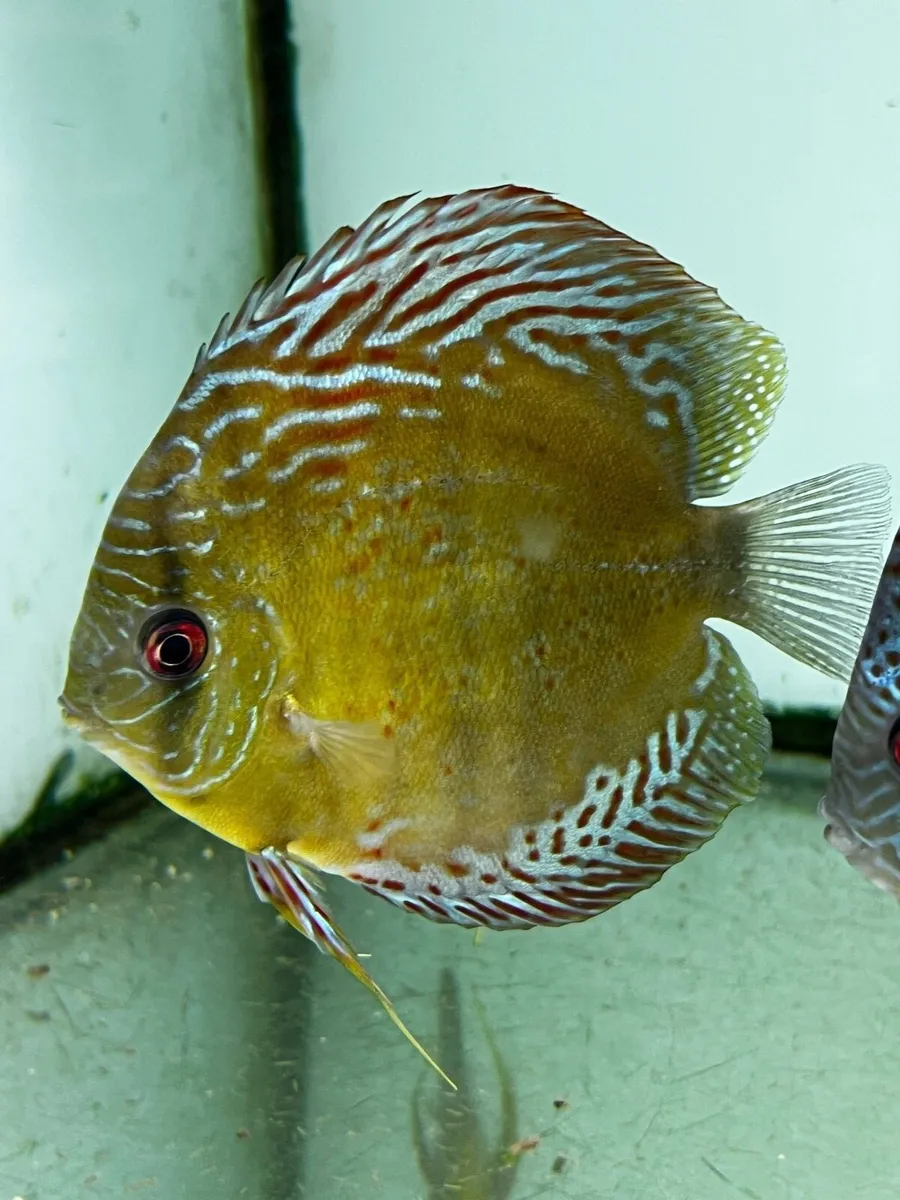 Discus Fish - Image 1