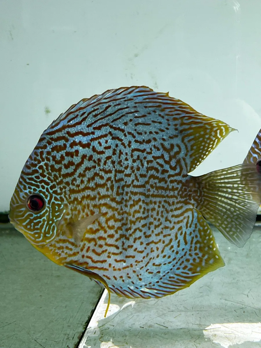 Discus Fish - Image 3