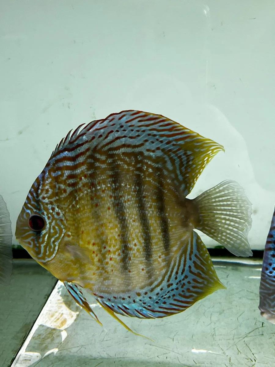 Discus Fish - Image 4