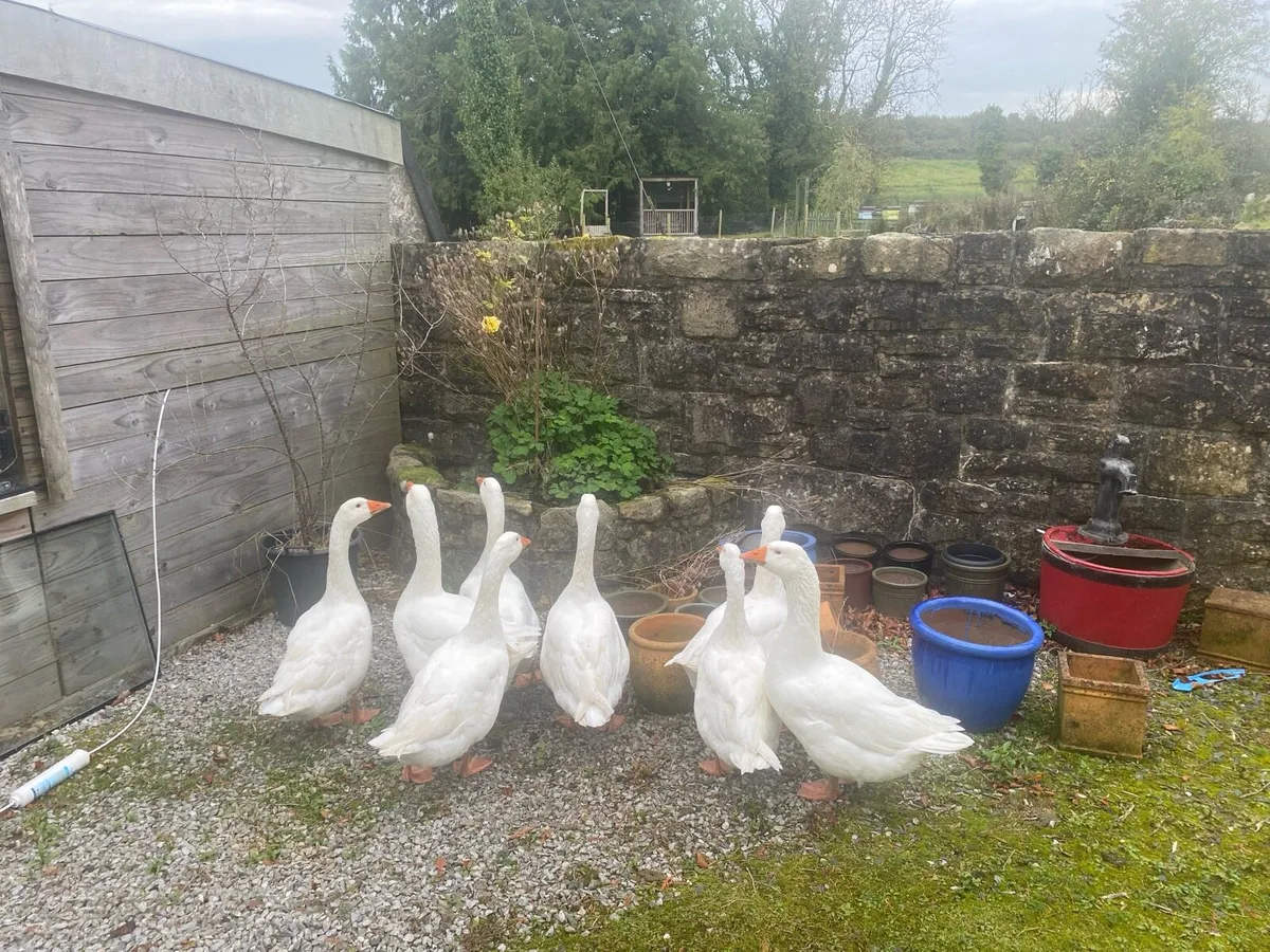 Geese