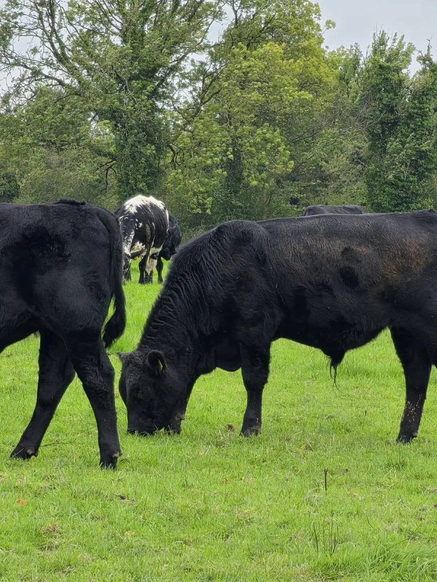 16 Weanlings - Image 4