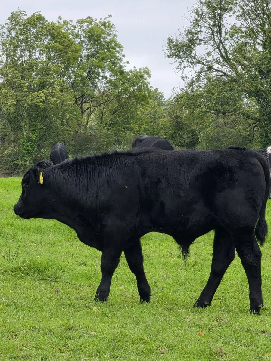 16 Weanlings - Image 1