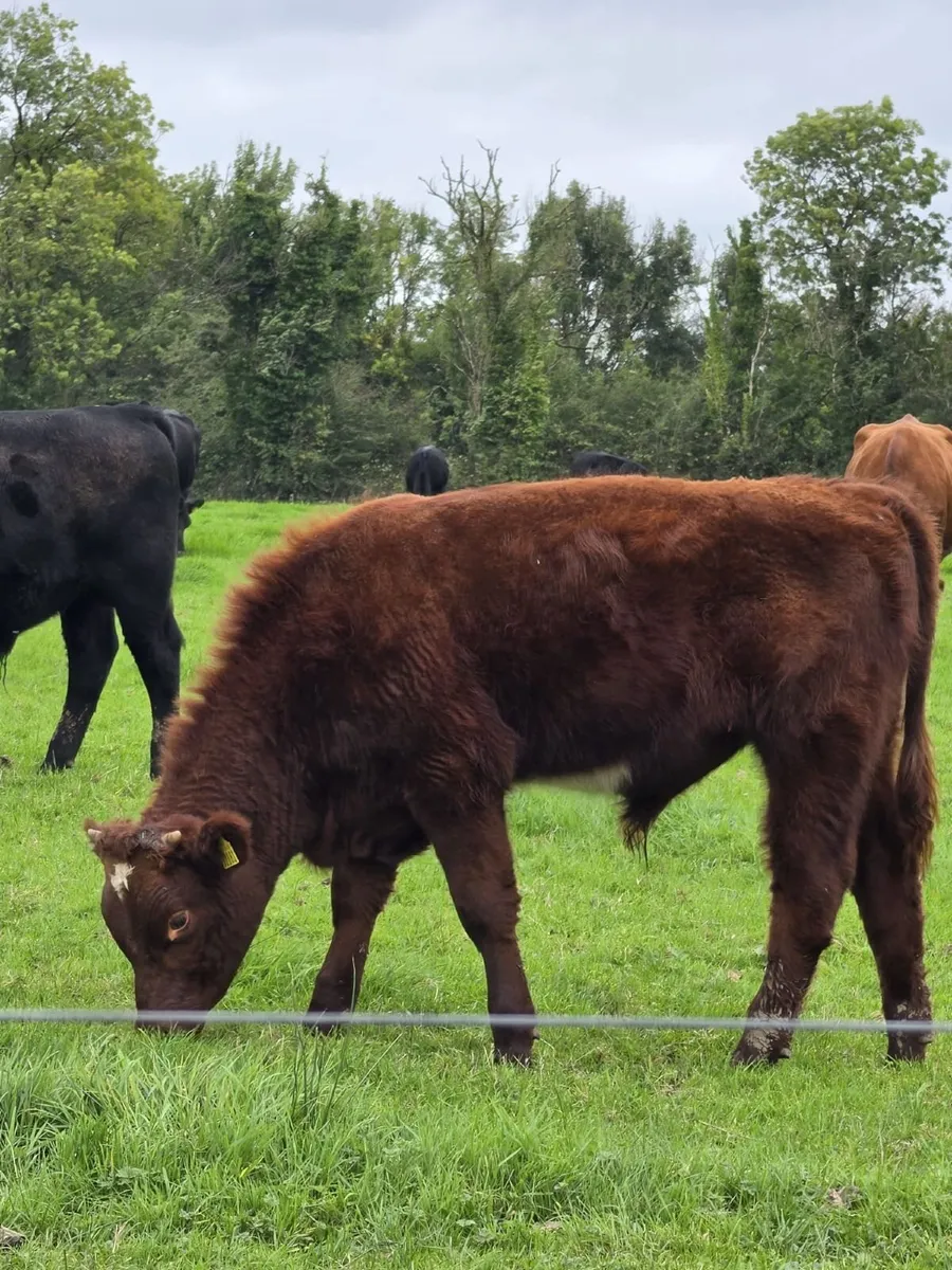 16 Weanlings - Image 2
