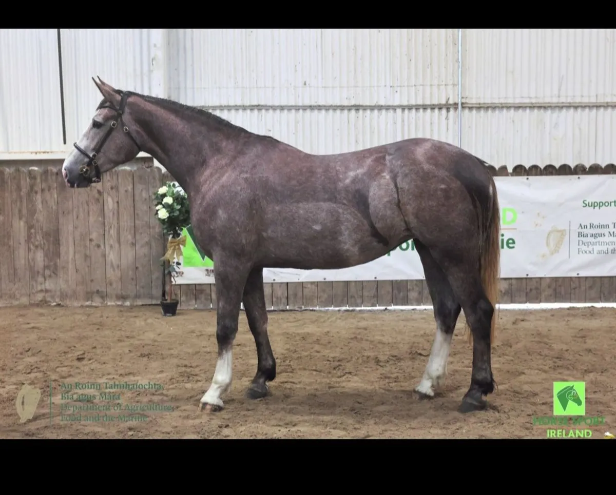 Horse - Image 1