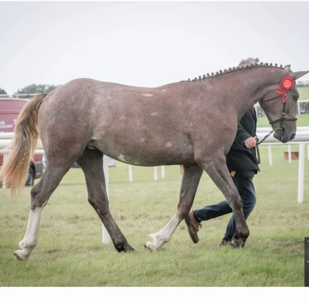 Horse - Image 2