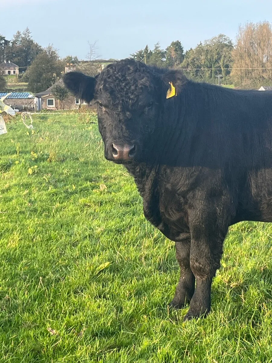 PBR Angus Bulls - Image 2