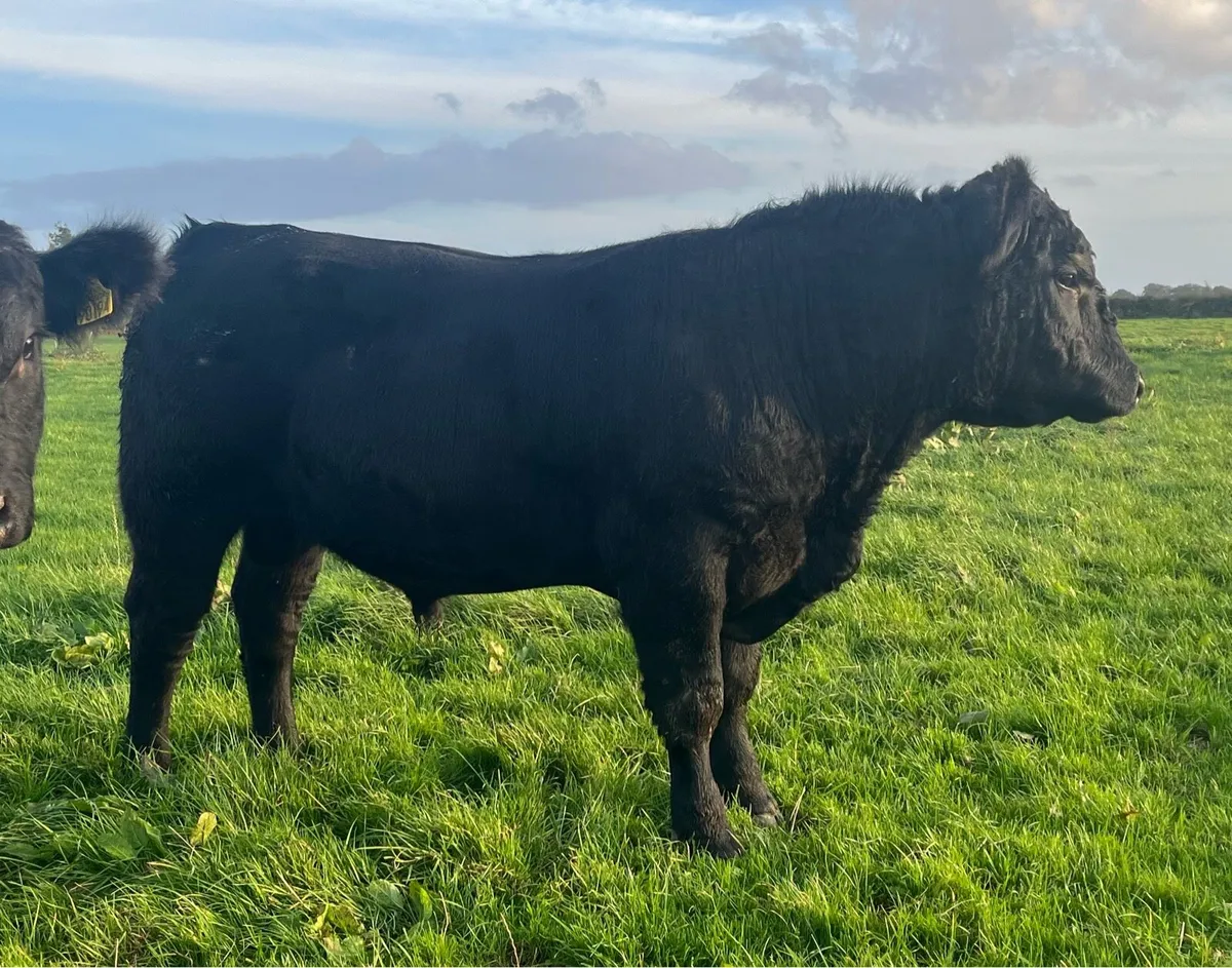 PBR Angus Bulls - Image 3