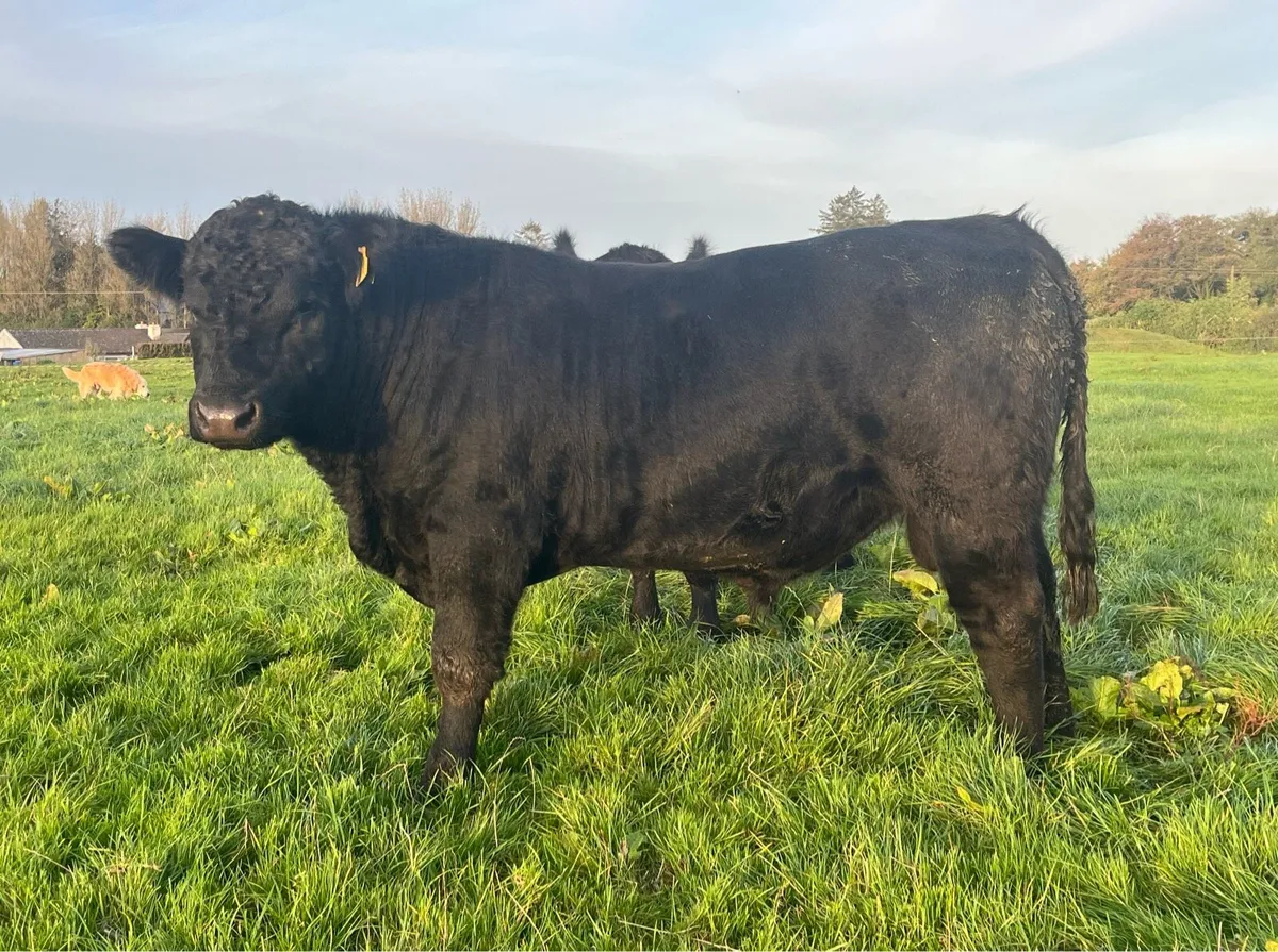PBR Angus Bulls - Image 1