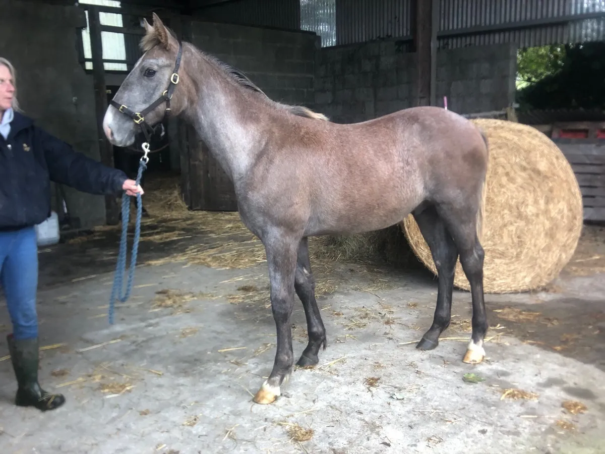 Irish Draught colt foal - Image 2