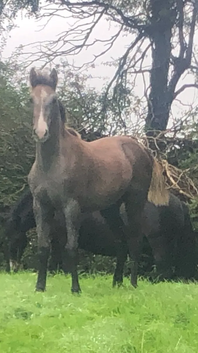 Irish Draught colt foal - Image 4