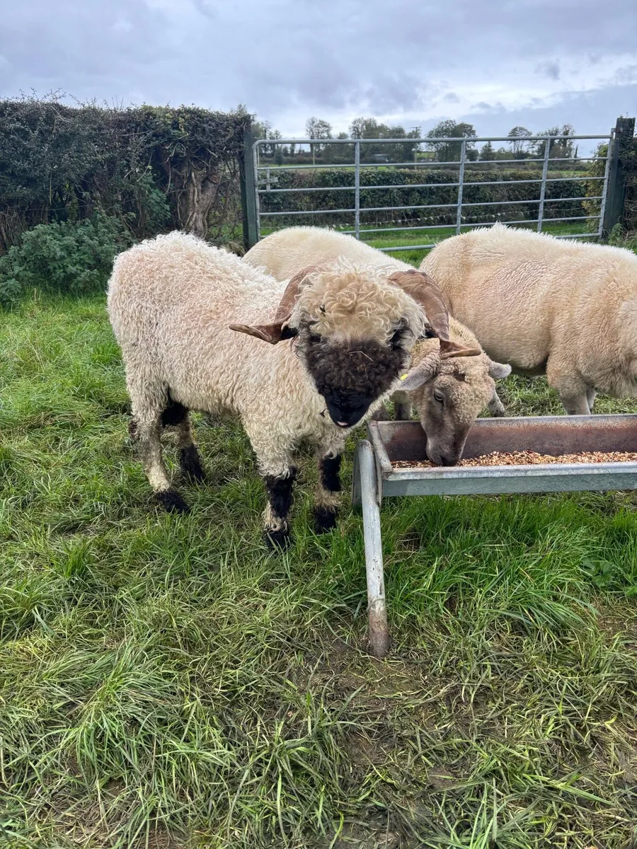 Valais Blacknose Ram - Image 1