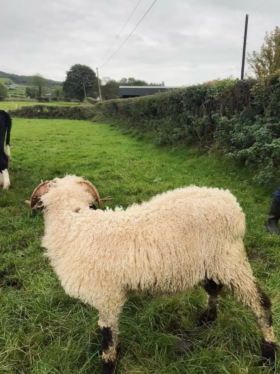 Valais Blacknose Ram - Image 4
