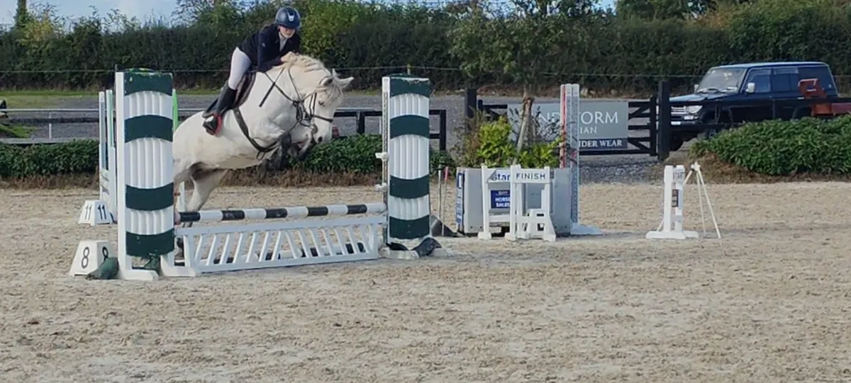 Two super Connemara gelding and mare - Image 1