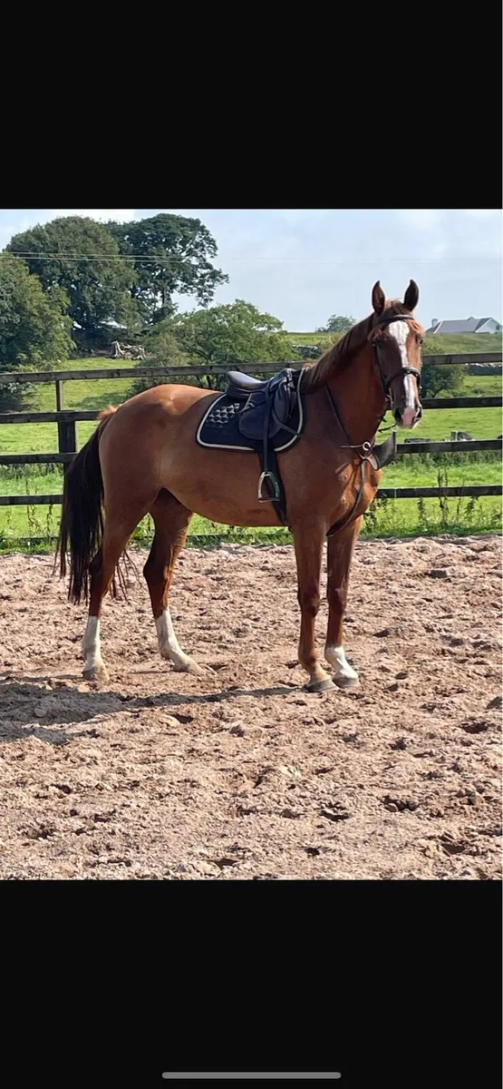 5 yr gelding