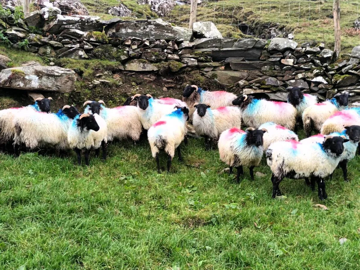 Ewe lambs - Image 2