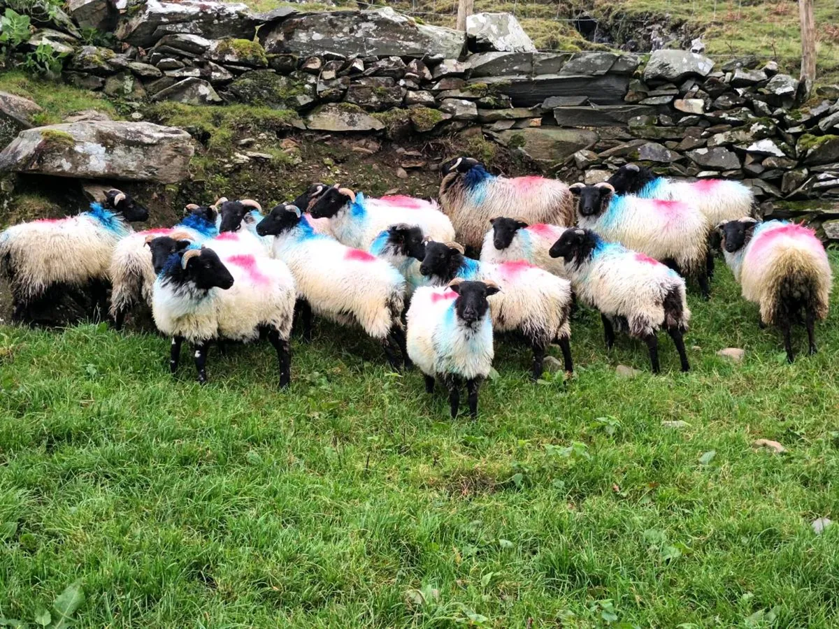 Ewe lambs - Image 3