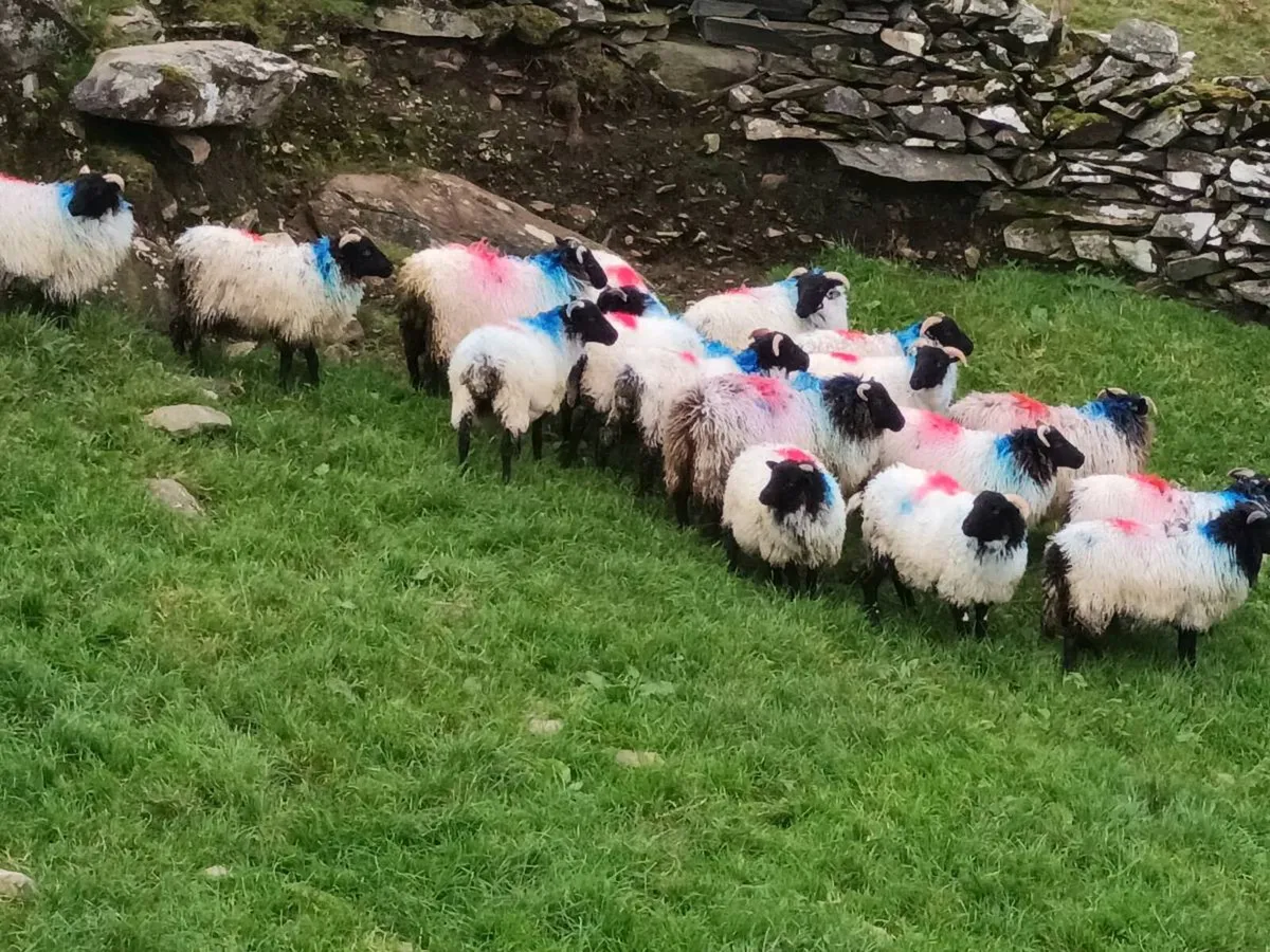 Ewe lambs - Image 4