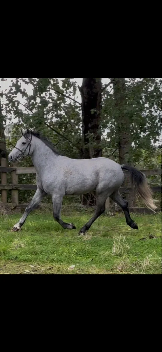 Connemara gelding - Image 2