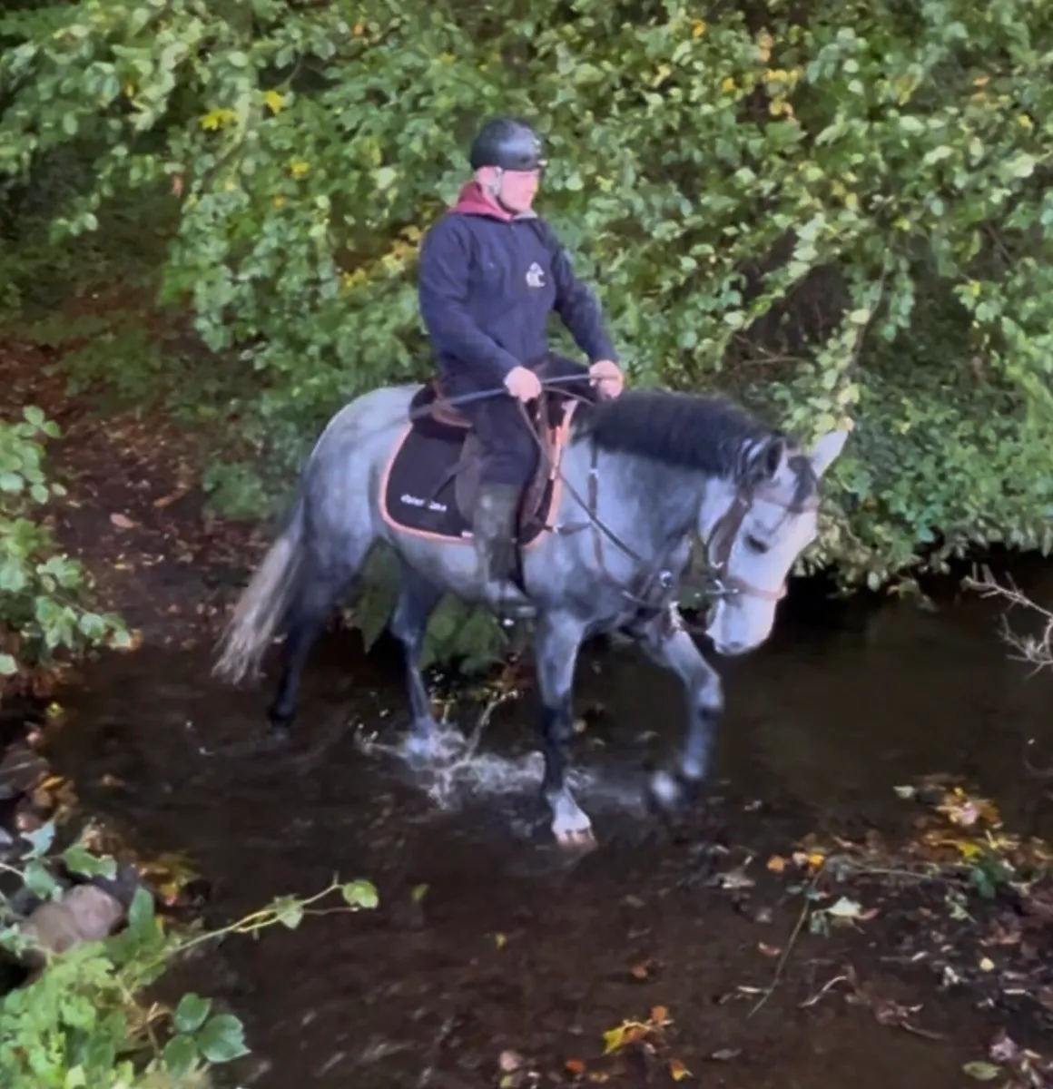 Connemara gelding - Image 3