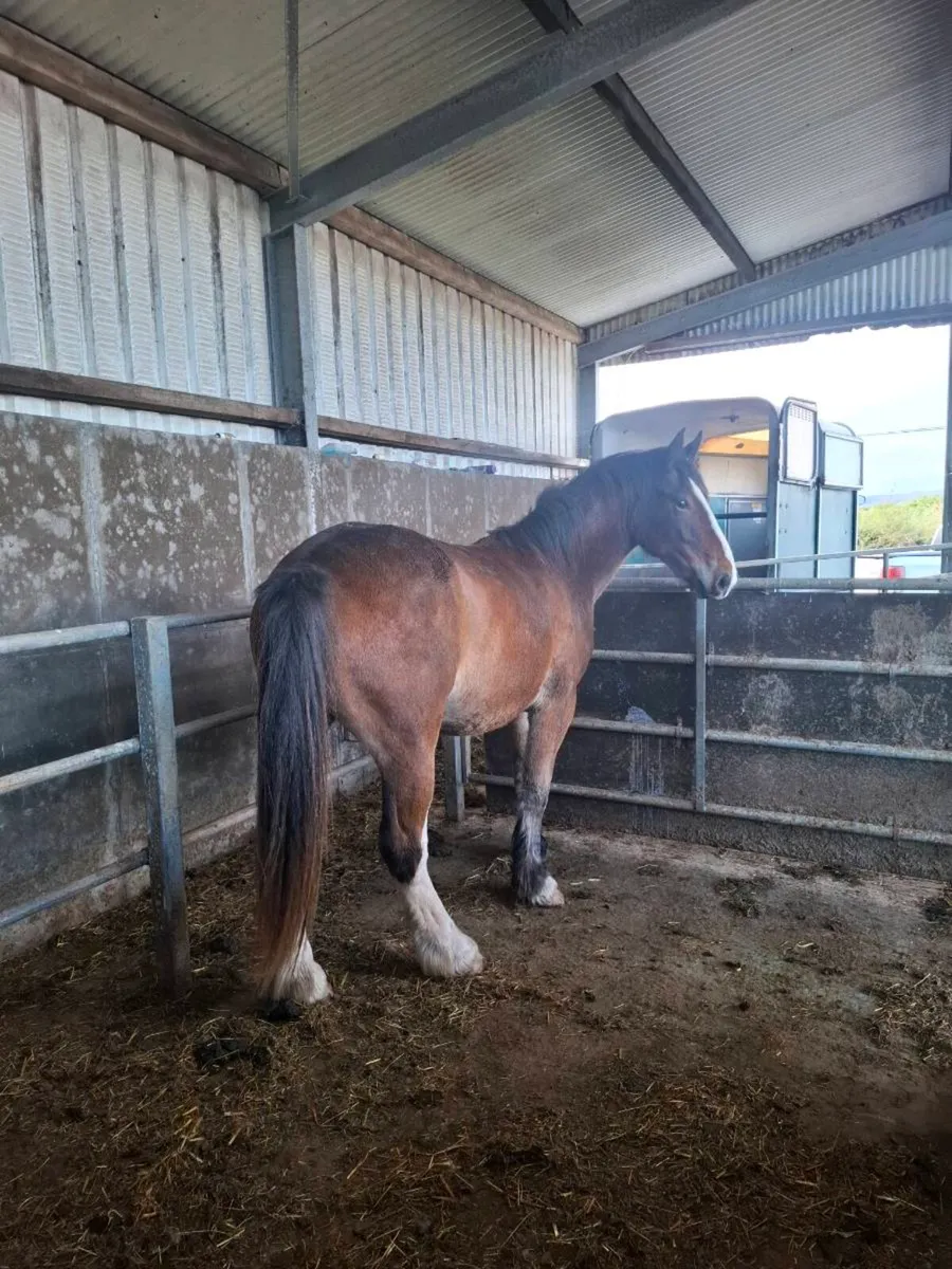 Cob x irish draught - Image 1