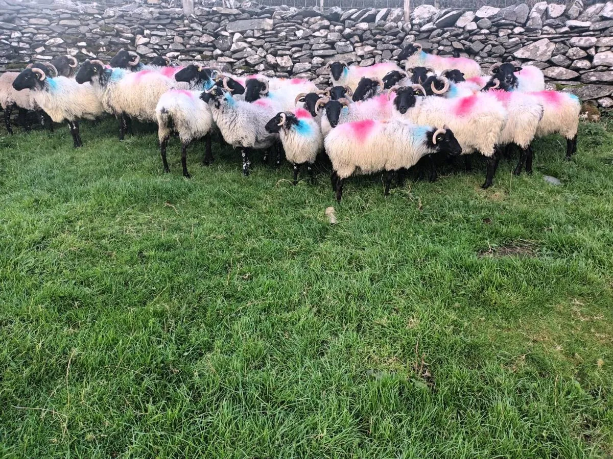 Breeding ewes - Image 2