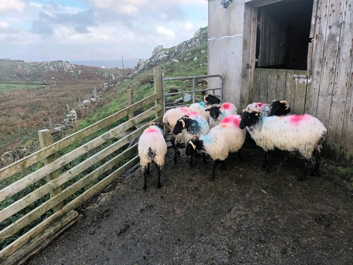 Breeding ewes - Image 3