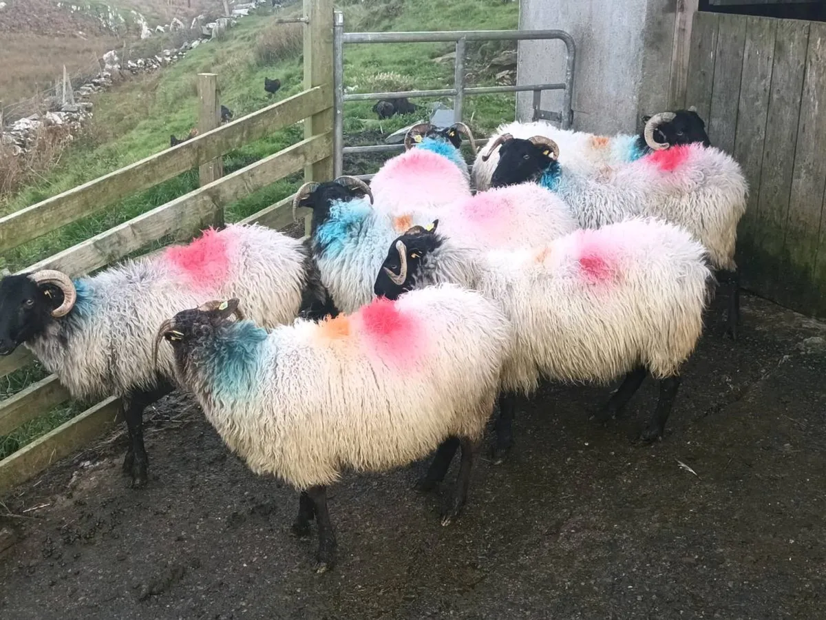 Breeding ewes - Image 4