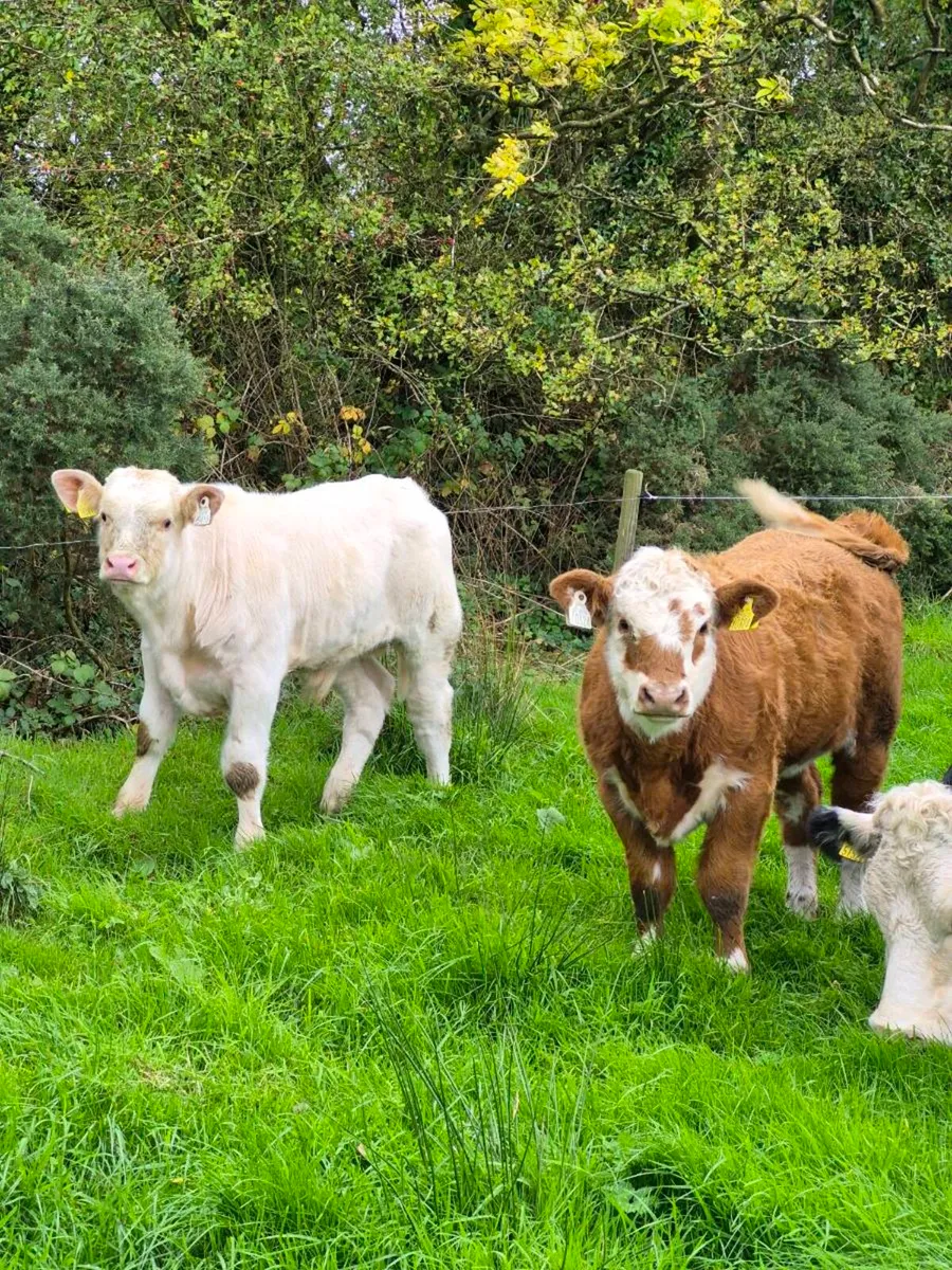 Two super charly weanlings - Image 1