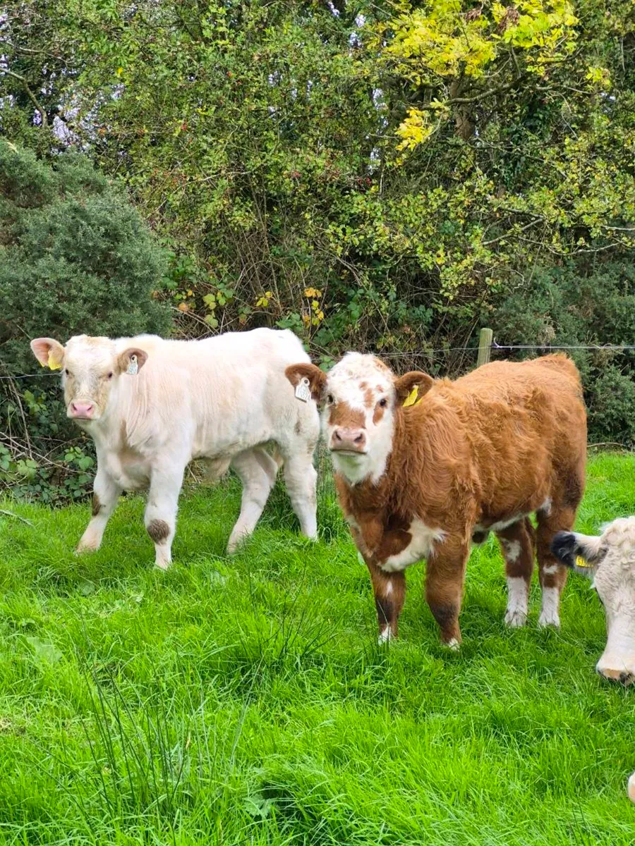 Two super charly weanlings - Image 2